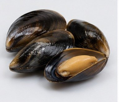 الصدف